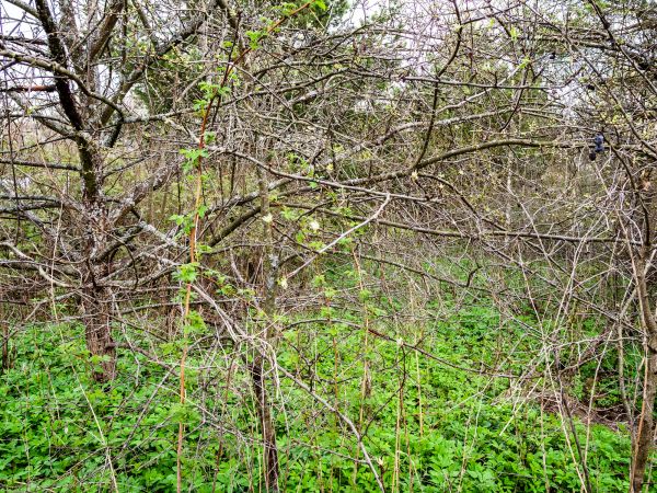 Underbrush Clearing in Wasilla