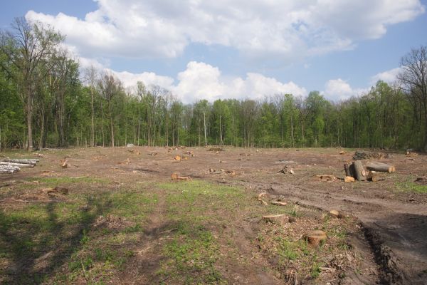 Cost of Pasture Clearing in Wasilla