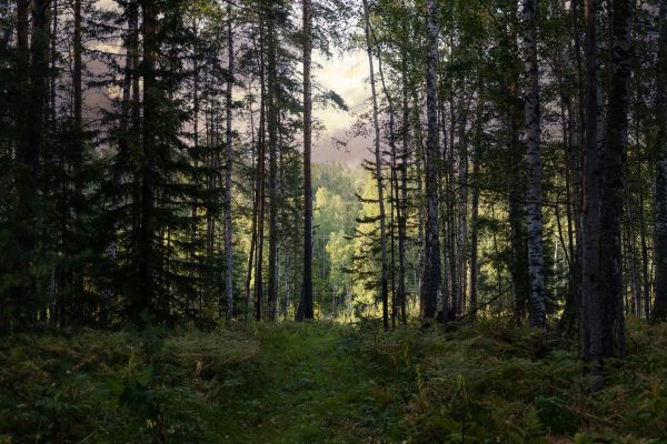 Cost of Pine Tree Clearing in Wasilla