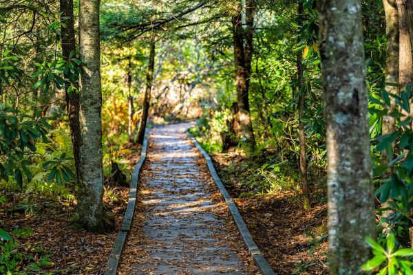 Trail Clearing in Wasilla